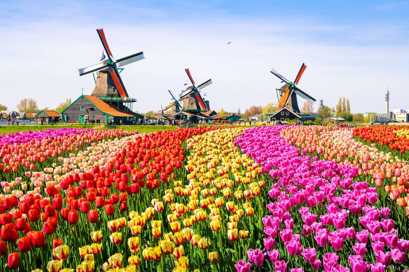 Study in Netherlands | Netherlands Study Abroad Consultants in Kerala